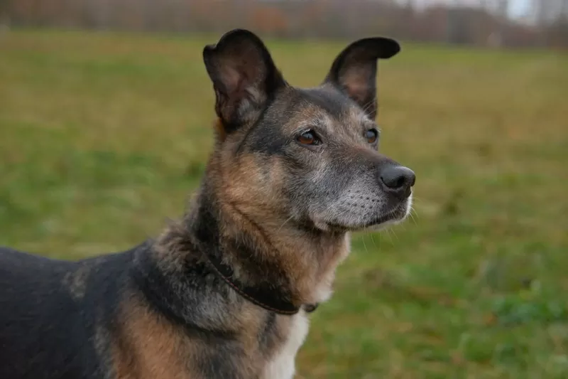 Спокойная интеллигентная собака Кира в дар 3