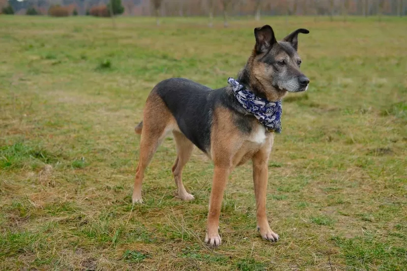 Спокойная интеллигентная собака Кира в дар 4