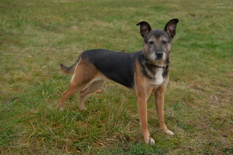 Спокойная интеллигентная собака Кира в дар 5