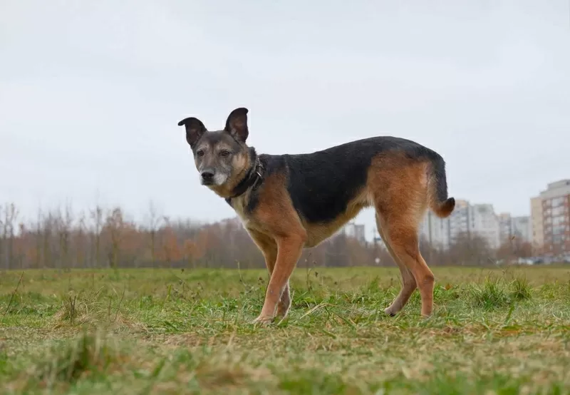 Спокойная интеллигентная собака Кира в дар 6