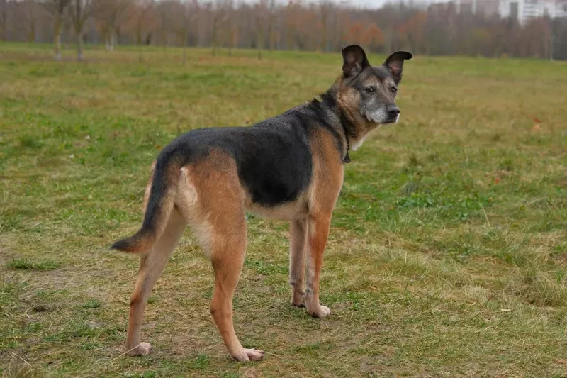 Спокойная интеллигентная собака Кира в дар 7