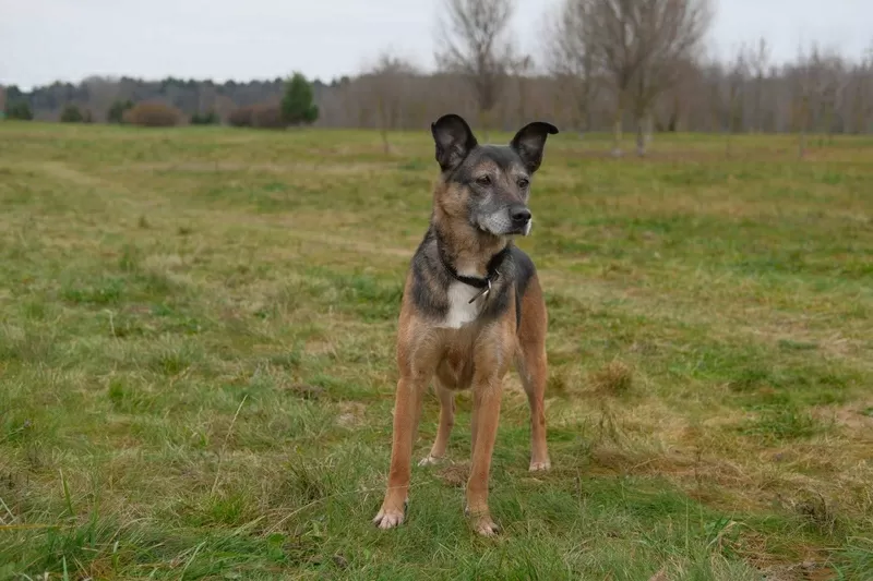 Спокойная интеллигентная собака Кира в дар 8