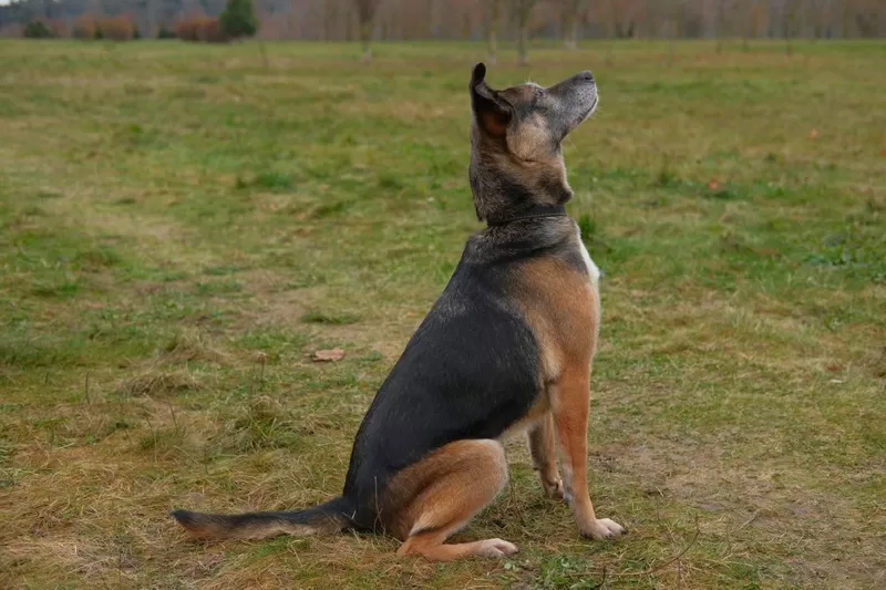 Спокойная интеллигентная собака Кира в дар 9