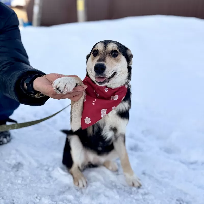 Щенки бесплатно.в добрые ручки. 3
