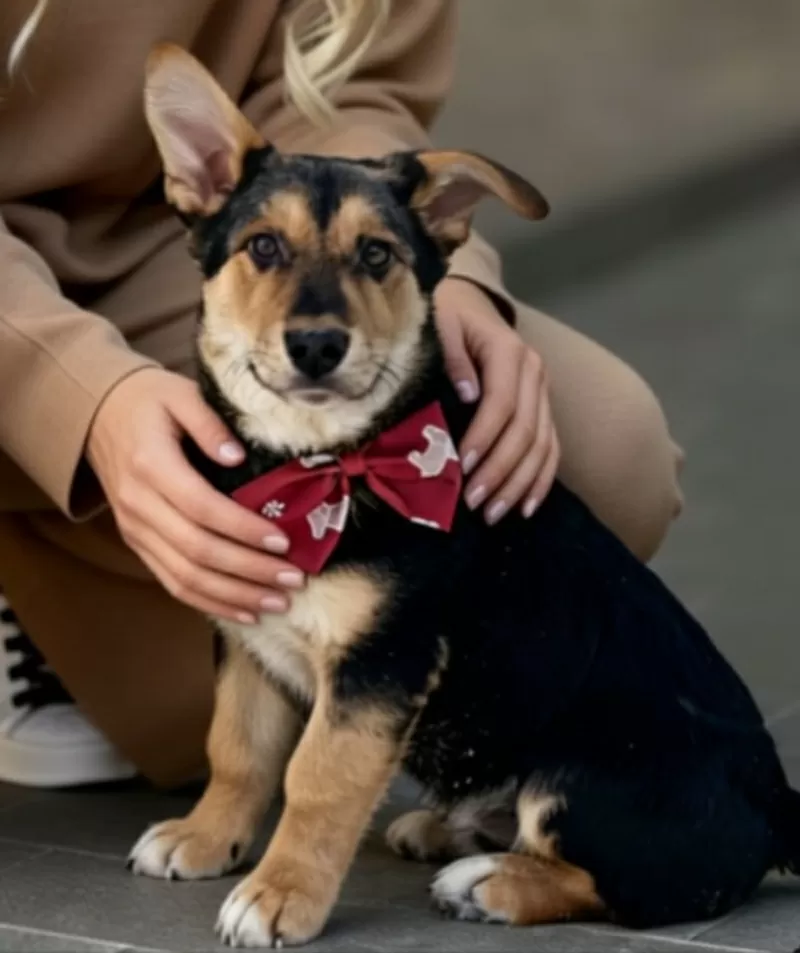 Щенки бесплатно.в добрые ручки.