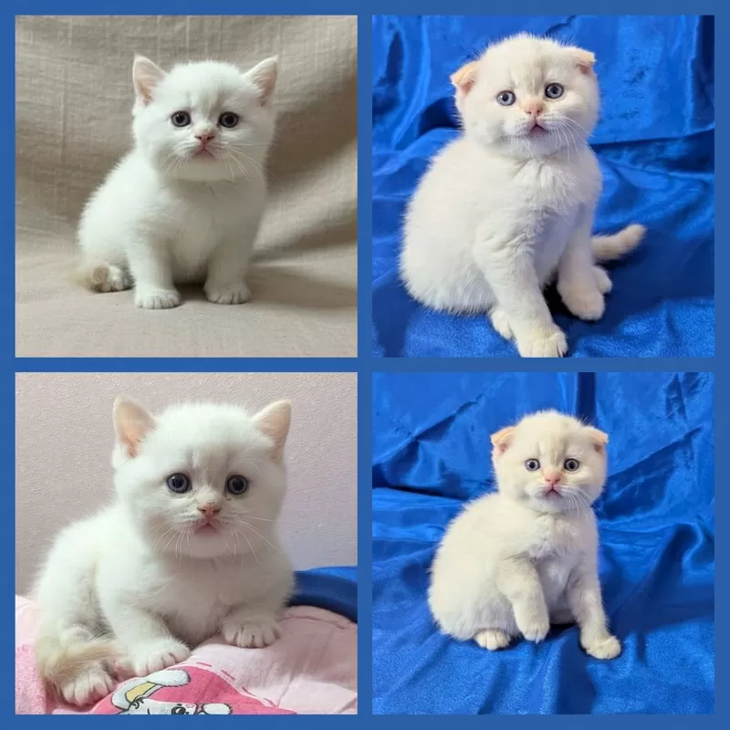 Шотландские котята, открыт резерв.. 3
