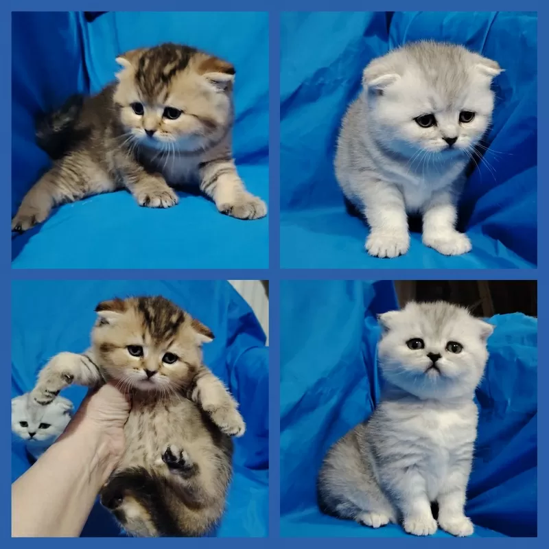 Шотландские котята, открыт резерв..