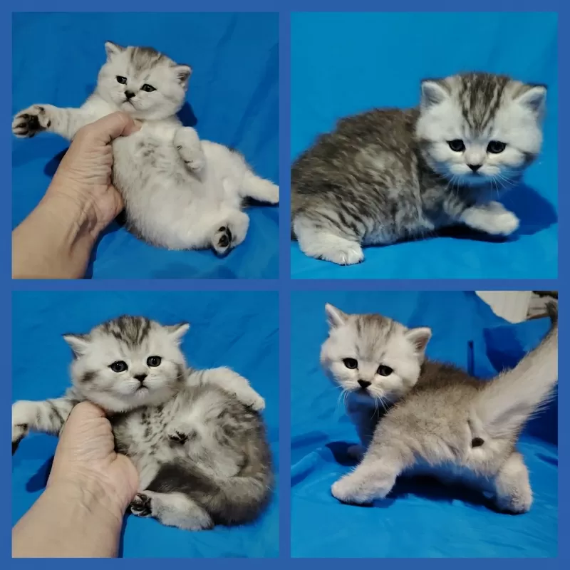 Шотландские котята, открыт резерв.. 2