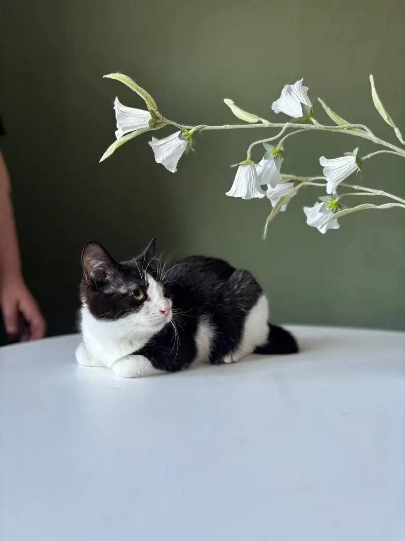 Котенок Лара в дар! Ищет дом 