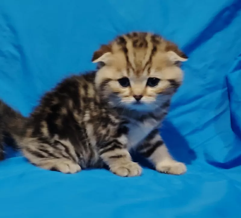 Котята породистые.шотландские 2