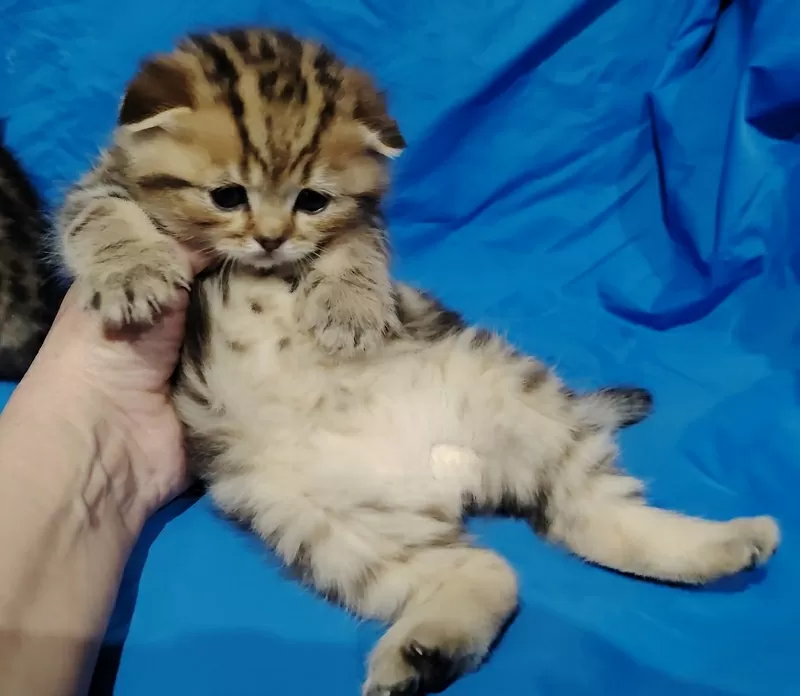Котята породистые.шотландские 4