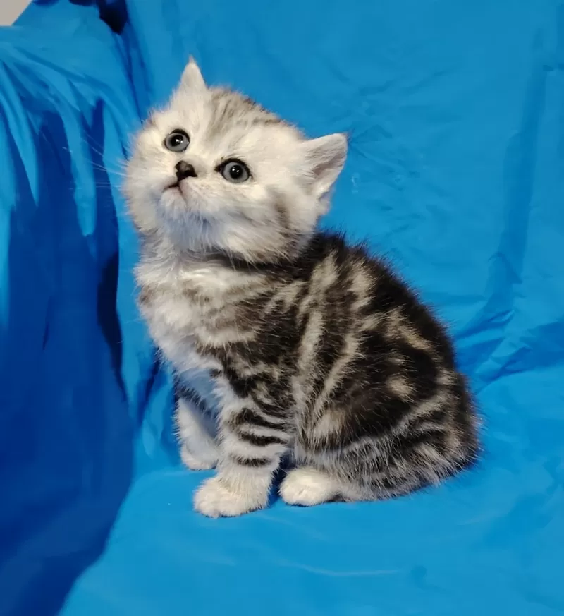 Котята породистые.шотландские