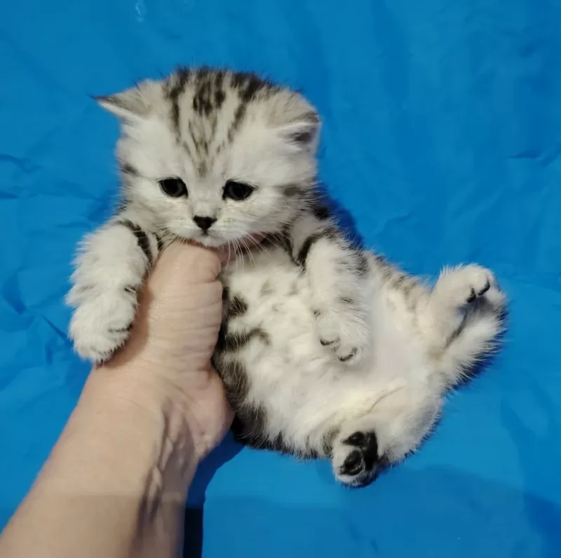 Котята породистые.шотландские 3