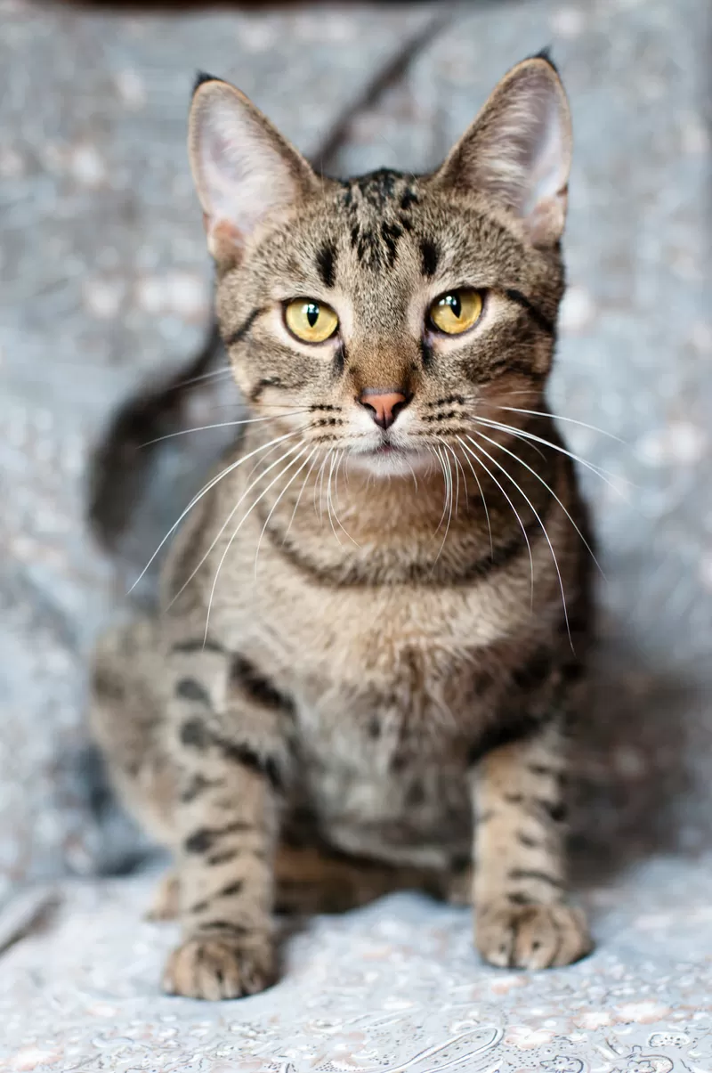 Рассудительный красавчик Юникс 2