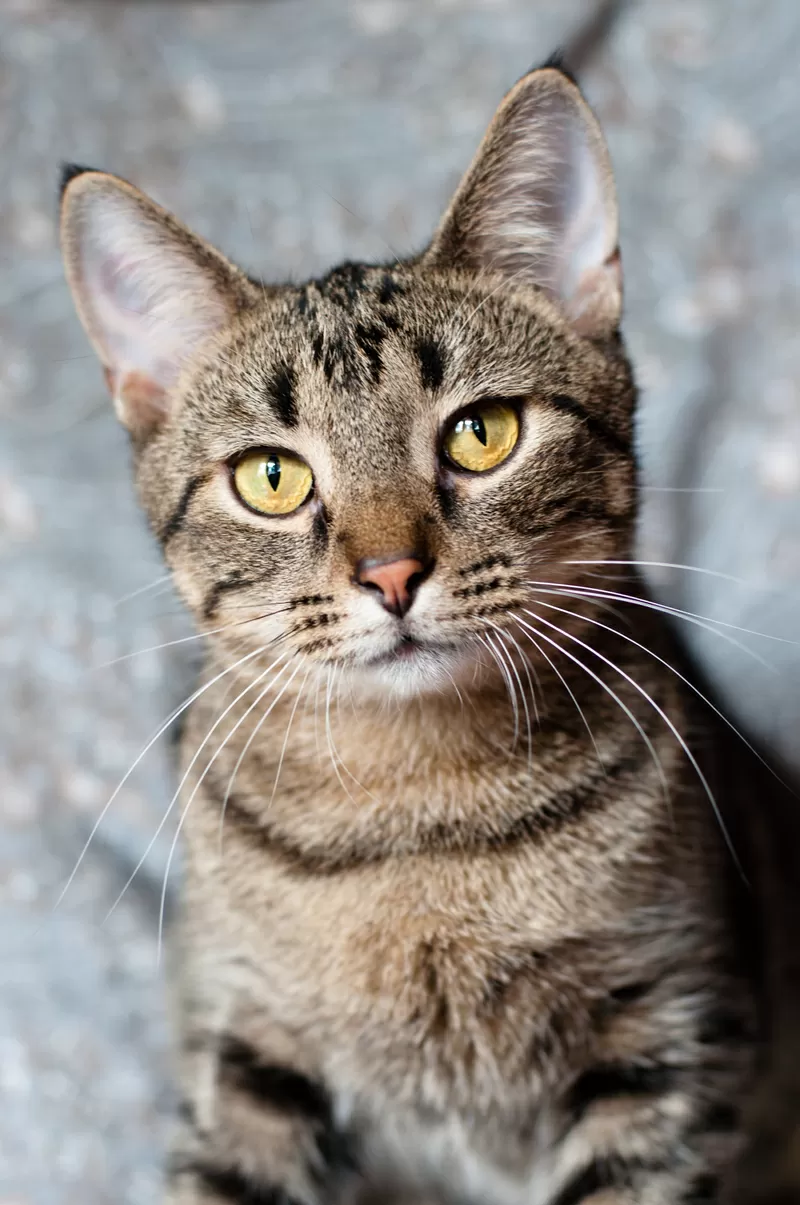 Рассудительный красавчик Юникс 3