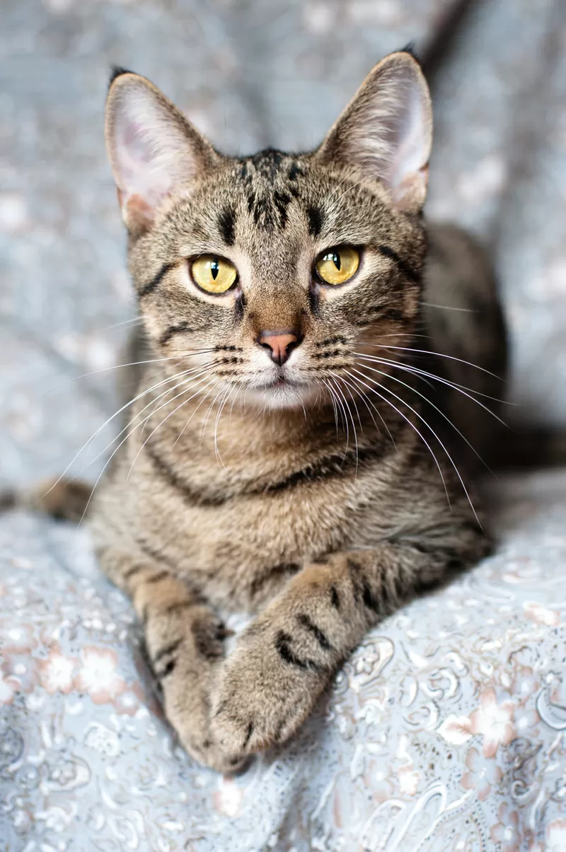 Рассудительный красавчик Юникс 5