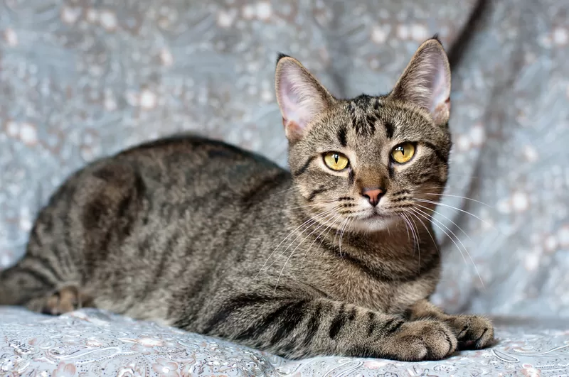 Рассудительный красавчик Юникс