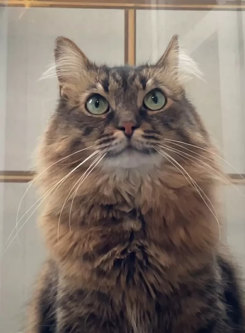 ТРЕХЛАПЫЙ КОТИК ТАЙСОН ИЩЕТ ПЕРЕДЕРЖКУ ИЛИ ДОМ! СРОЧНО!