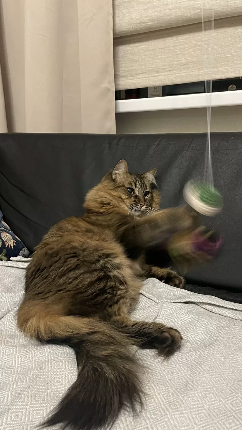 ТРЕХЛАПЫЙ КОТИК ТАЙСОН ИЩЕТ ПЕРЕДЕРЖКУ ИЛИ ДОМ! СРОЧНО! 2