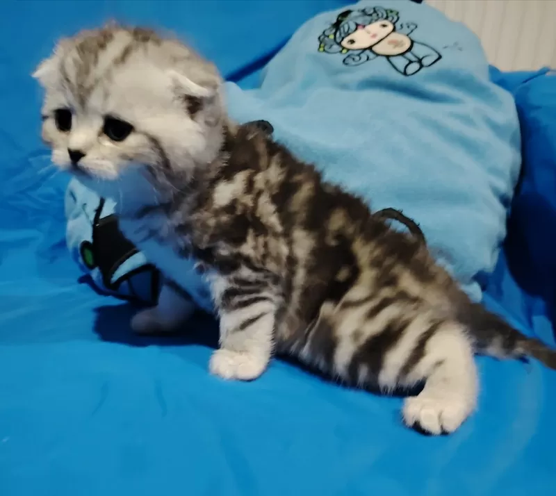 Котята мраморята, шотландские. 3