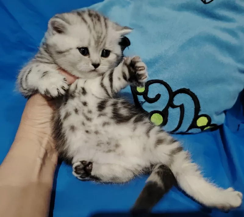 Котята мраморята, шотландские. 5