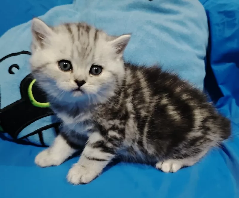 Котята мраморята, шотландские. 6