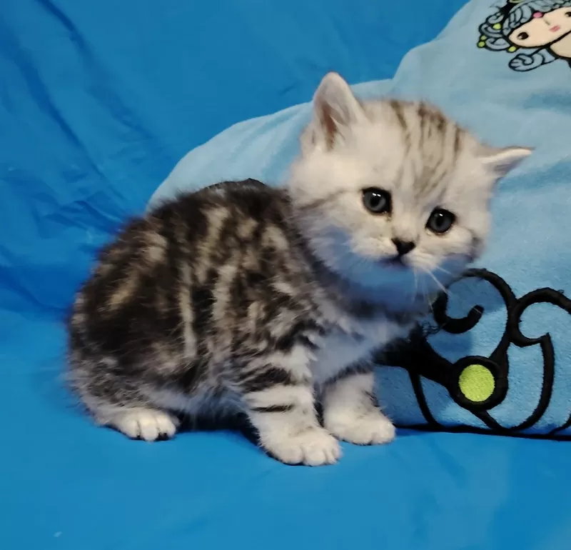 Котята мраморята, шотландские. 4