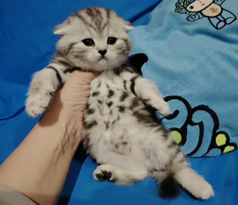 Котята мраморята, шотландские. 2
