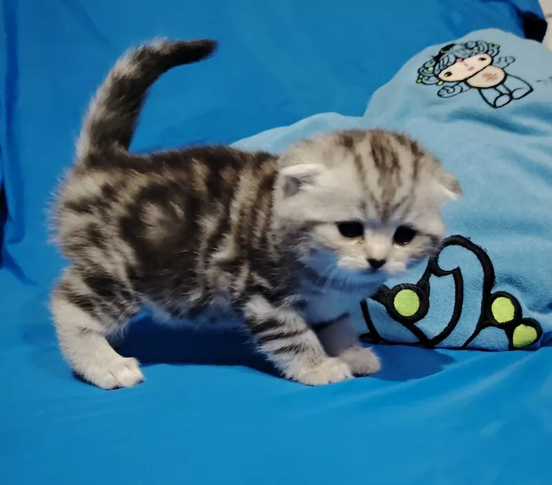 Котята мраморята, шотландские.