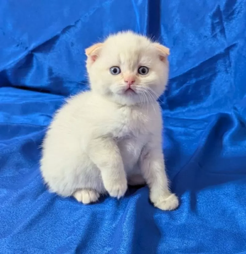 Породистые котята., шотландские. 2