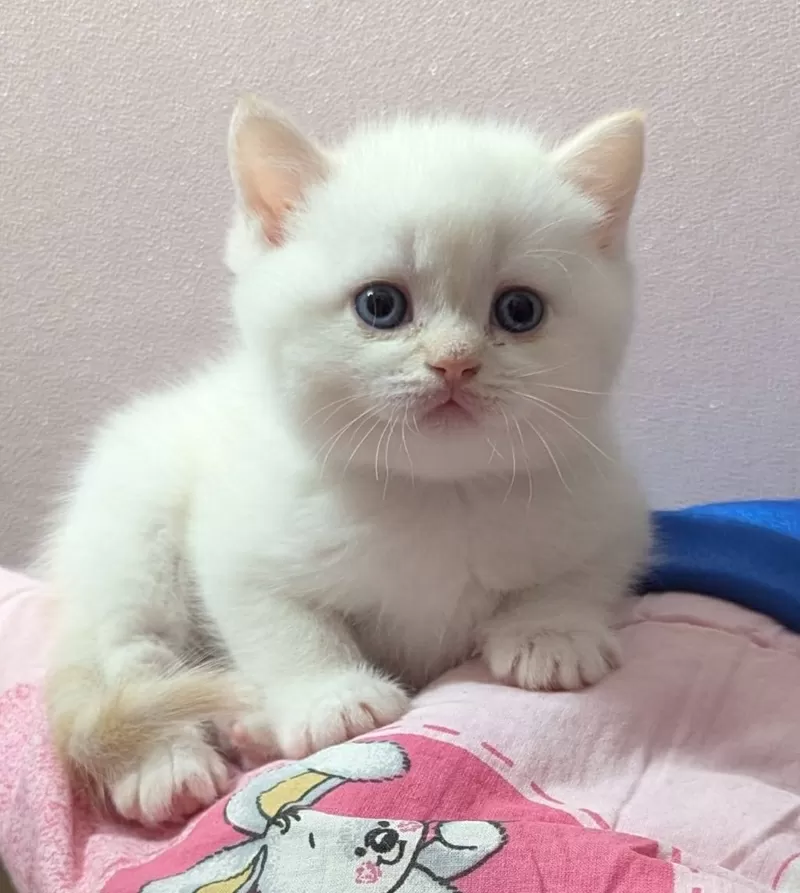 Породистые котята., шотландские.