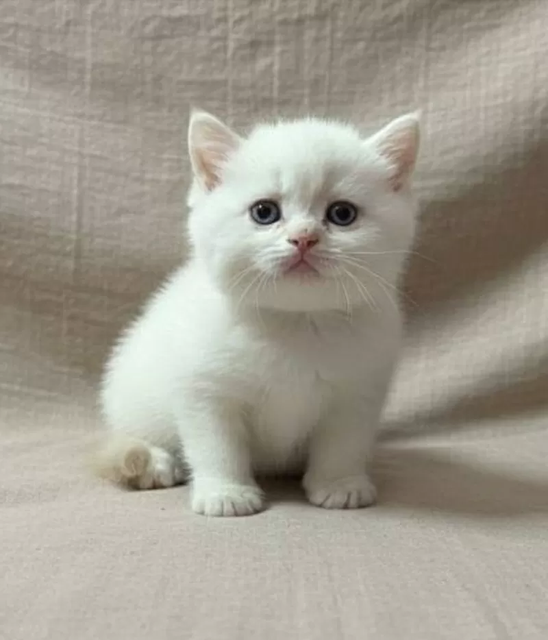 Породистые котята., шотландские. 4