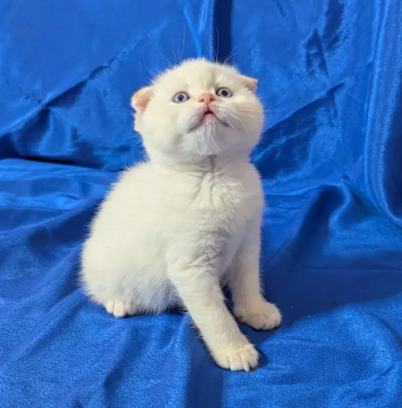 Породистые котята., шотландские. 3