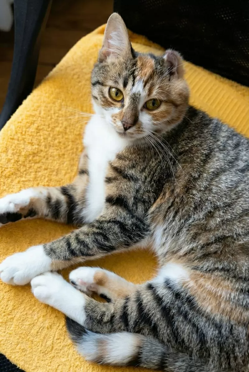  Кошка Лада ищет дом! Хотят выкинуть. Сос!