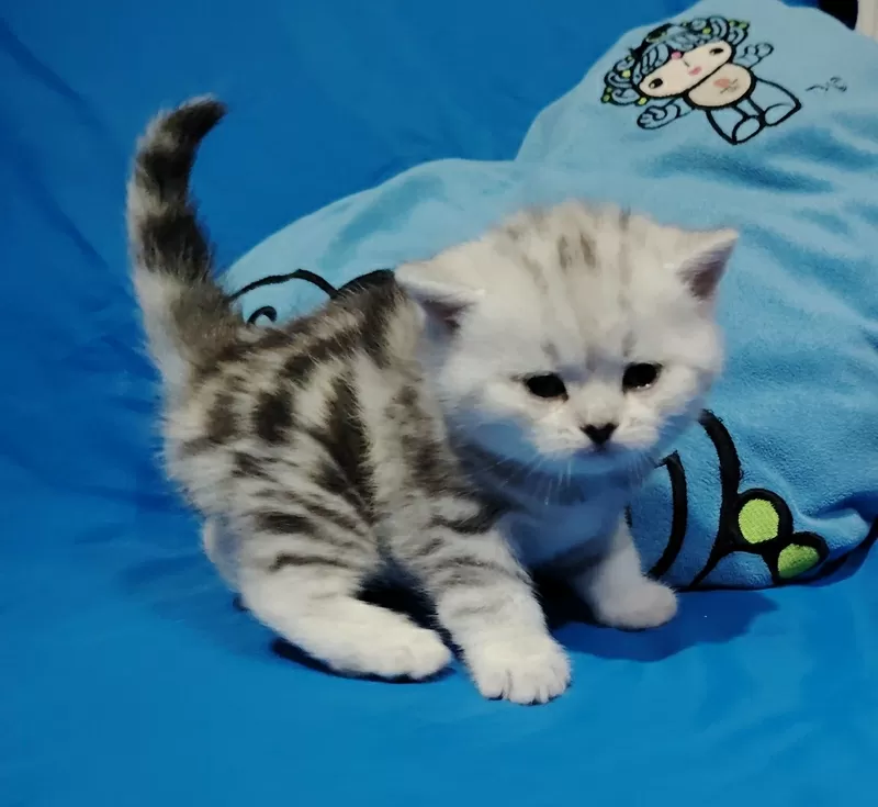 Кошечка котенок.шотландский. 3