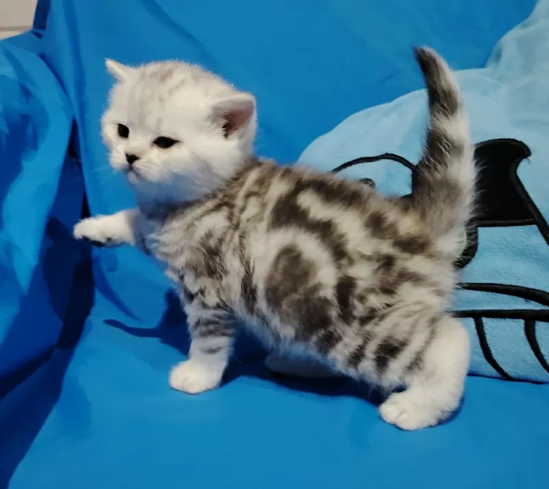 Кошечка котенок.шотландский. 2