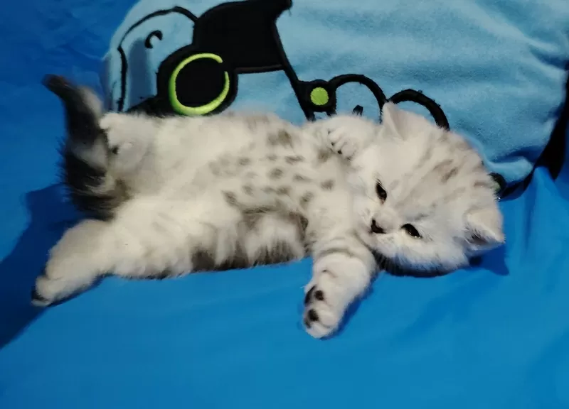 Кошечка котенок.шотландский.