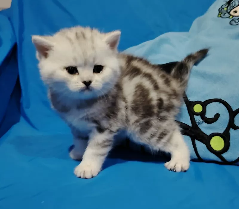 Кошечка котенок.шотландский. 4