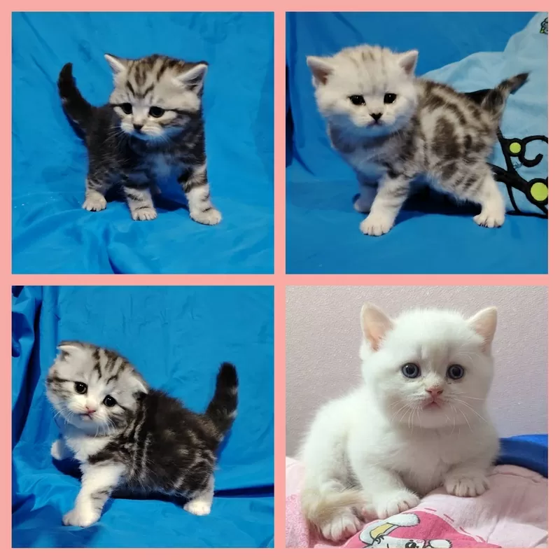 Котята большой выбор. 2