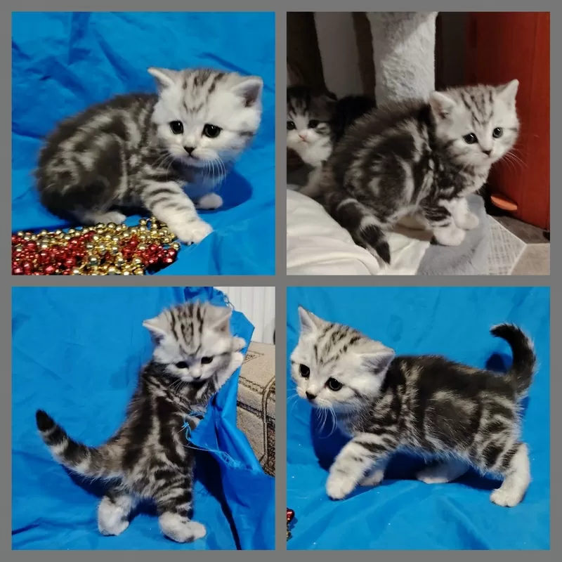 Котята большой выбор.