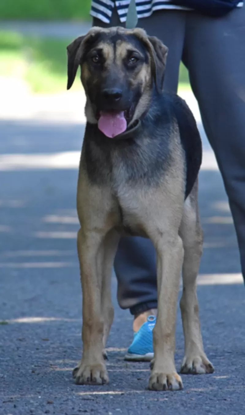 Рей и Джесс ищут дома, собака в дар!