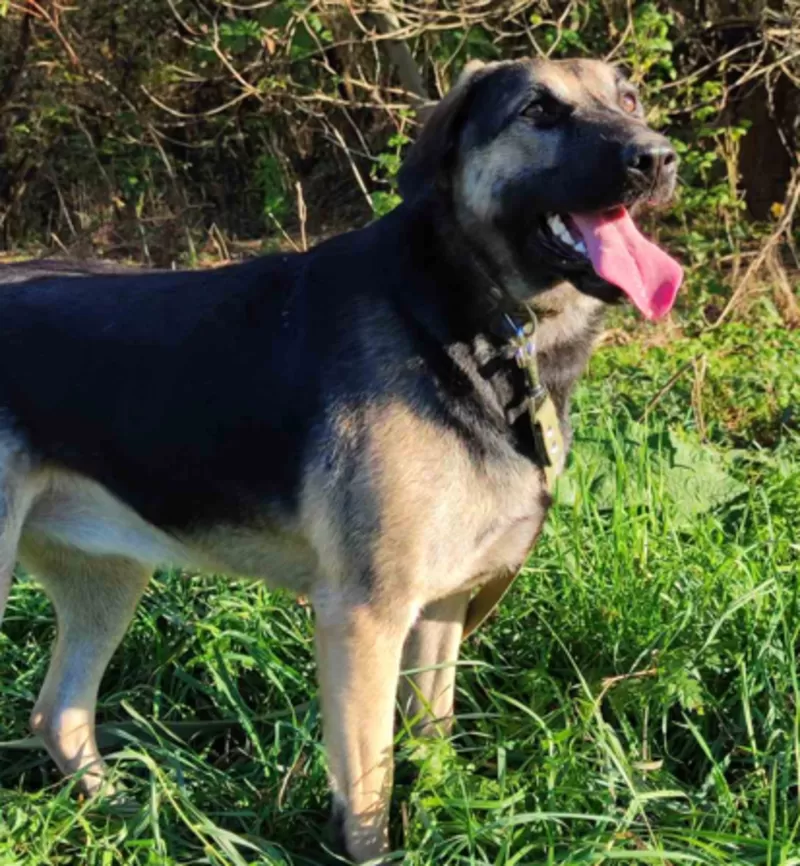 Рей и Джесс ищут дома, собака в дар! 2