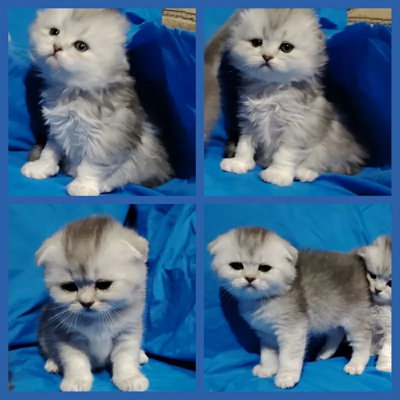 Котята шиншиллята, шотландские. 3