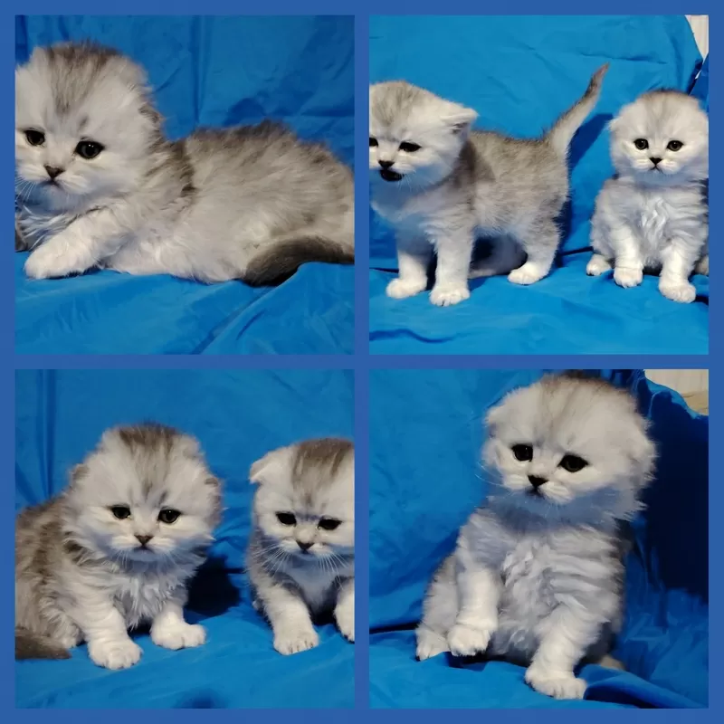Котята шиншиллята, шотландские. 2