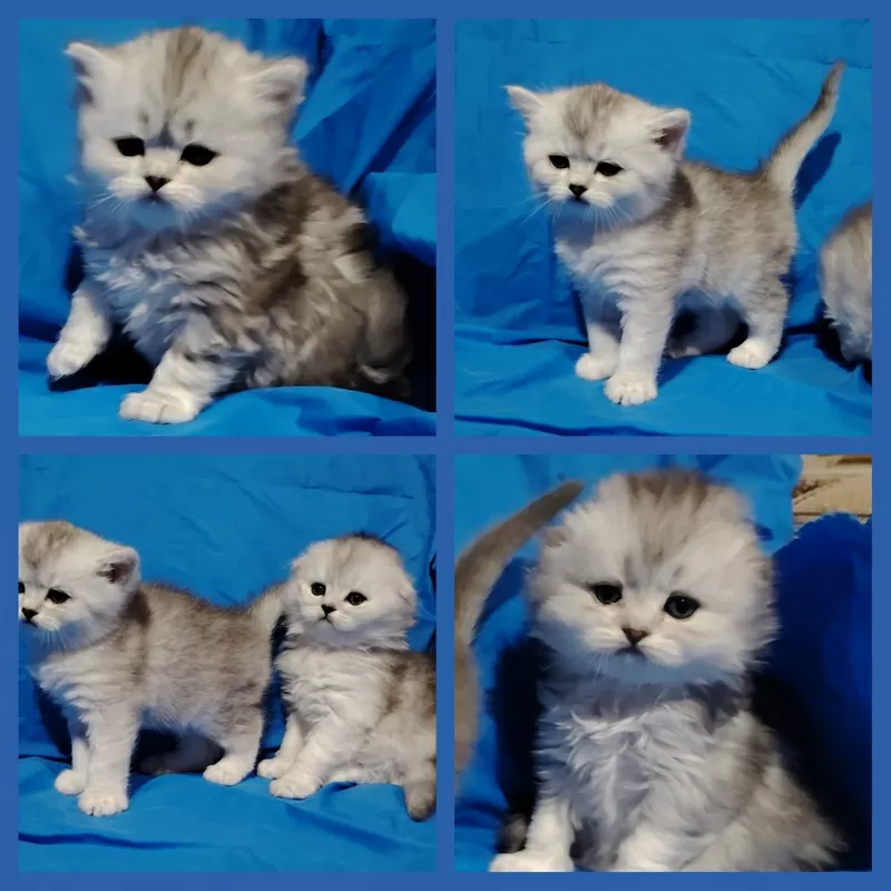 Котята шиншиллята, шотландские. 4