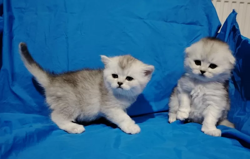 Шикарные котята, шотландские. 3