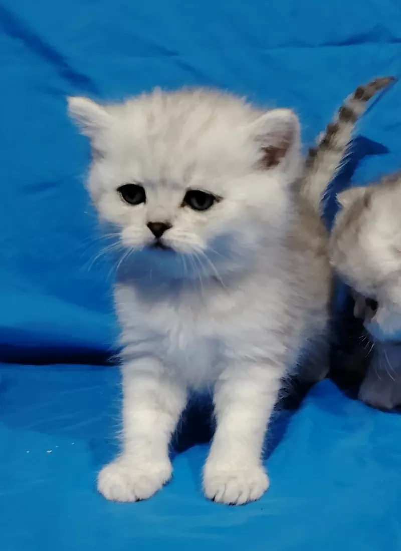 Шикарные котята, шотландские. 2