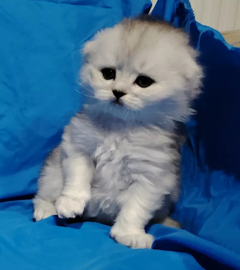 Шикарные котята, шотландские. 5