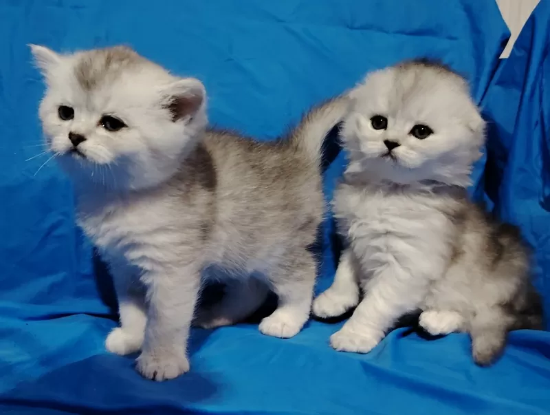 Шикарные котята, шотландские. 6