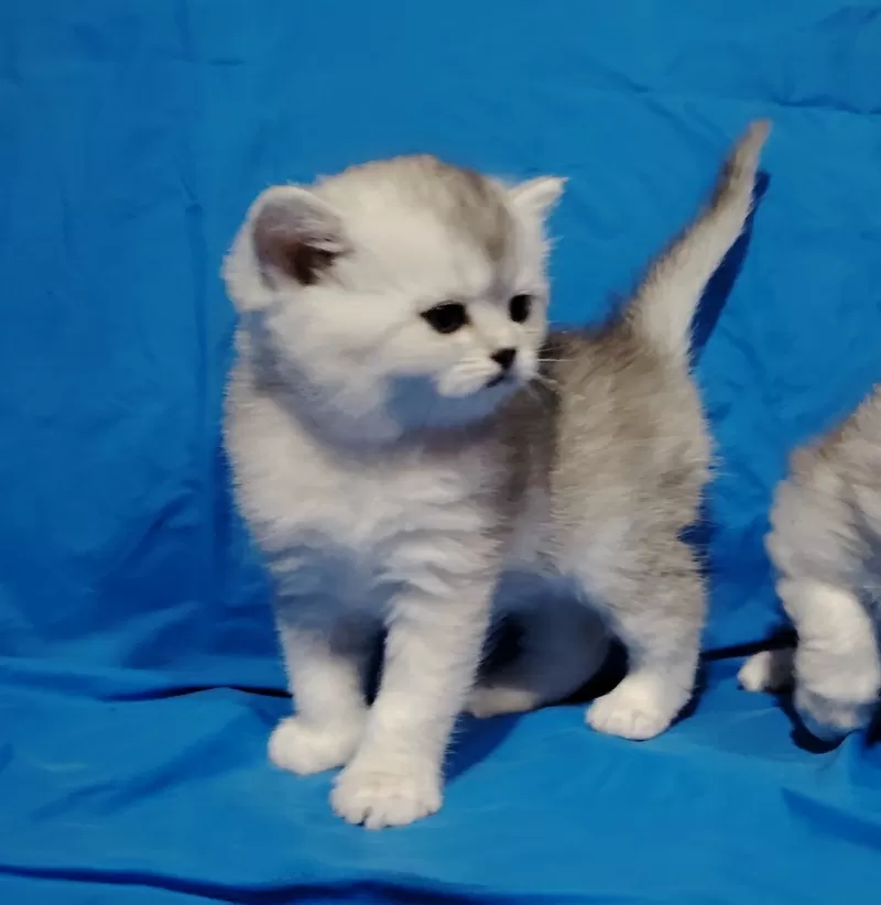 Шикарные котята, шотландские. 4